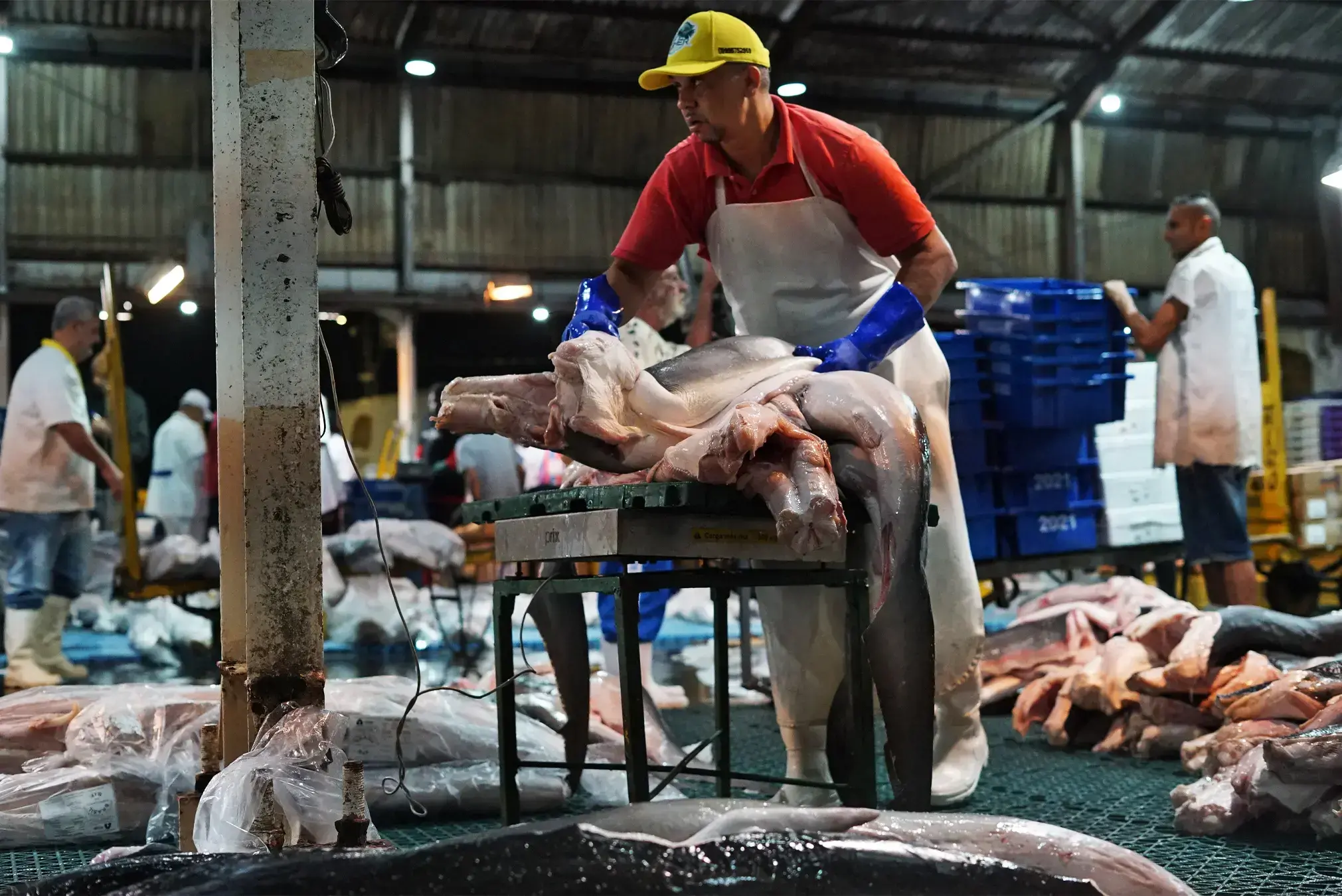 Carne de tiburón etiquetada como "cação" a la venta en un mercado en Itajaí, Brasil.