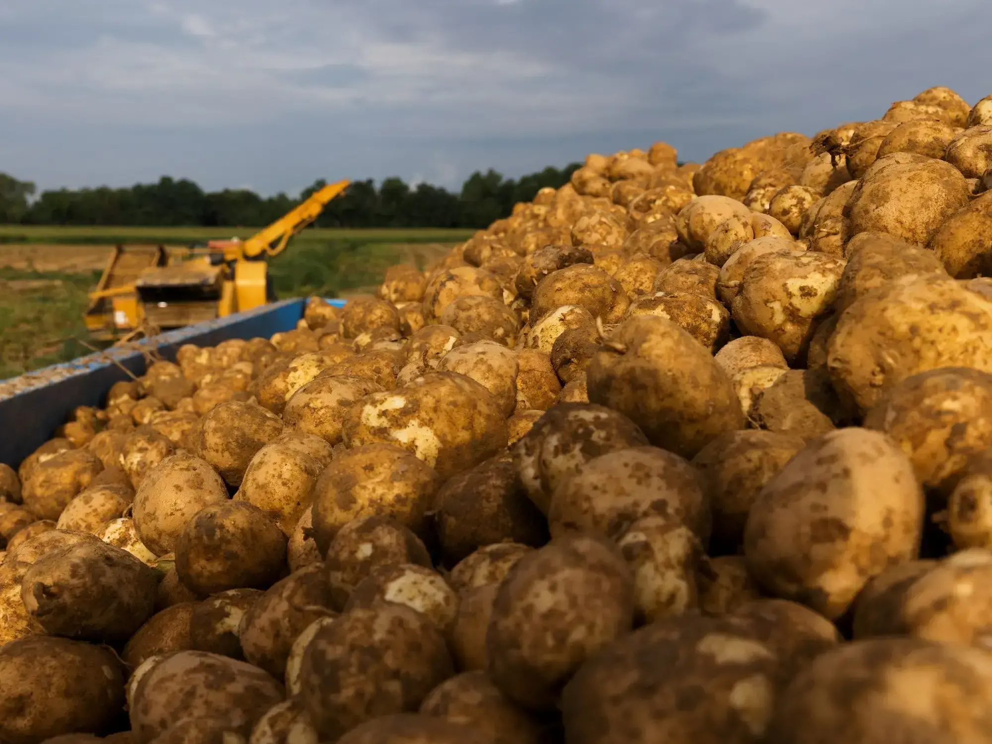Europa se saturó de papas.