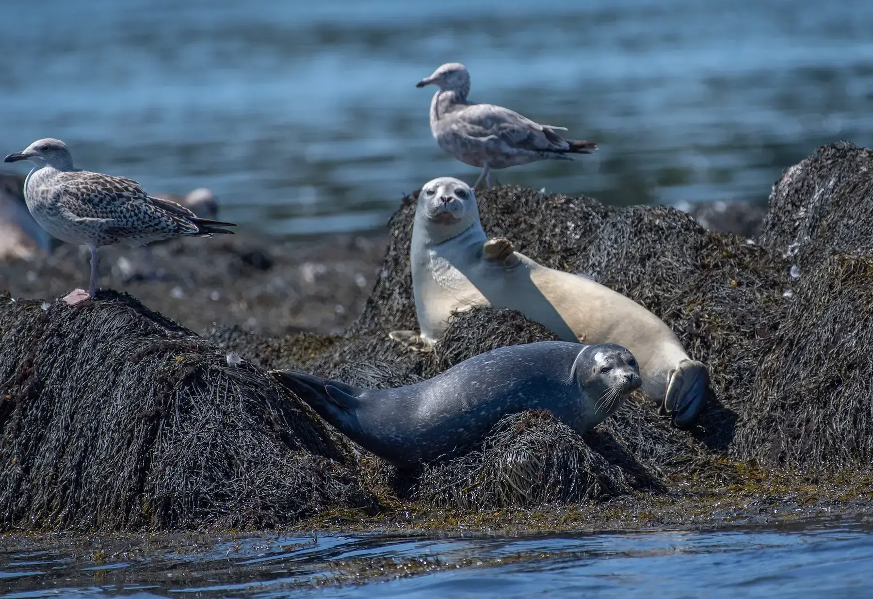 El presupuesto de Trump propone duros recortes a la pesca y la investigación climática de la NOAA
