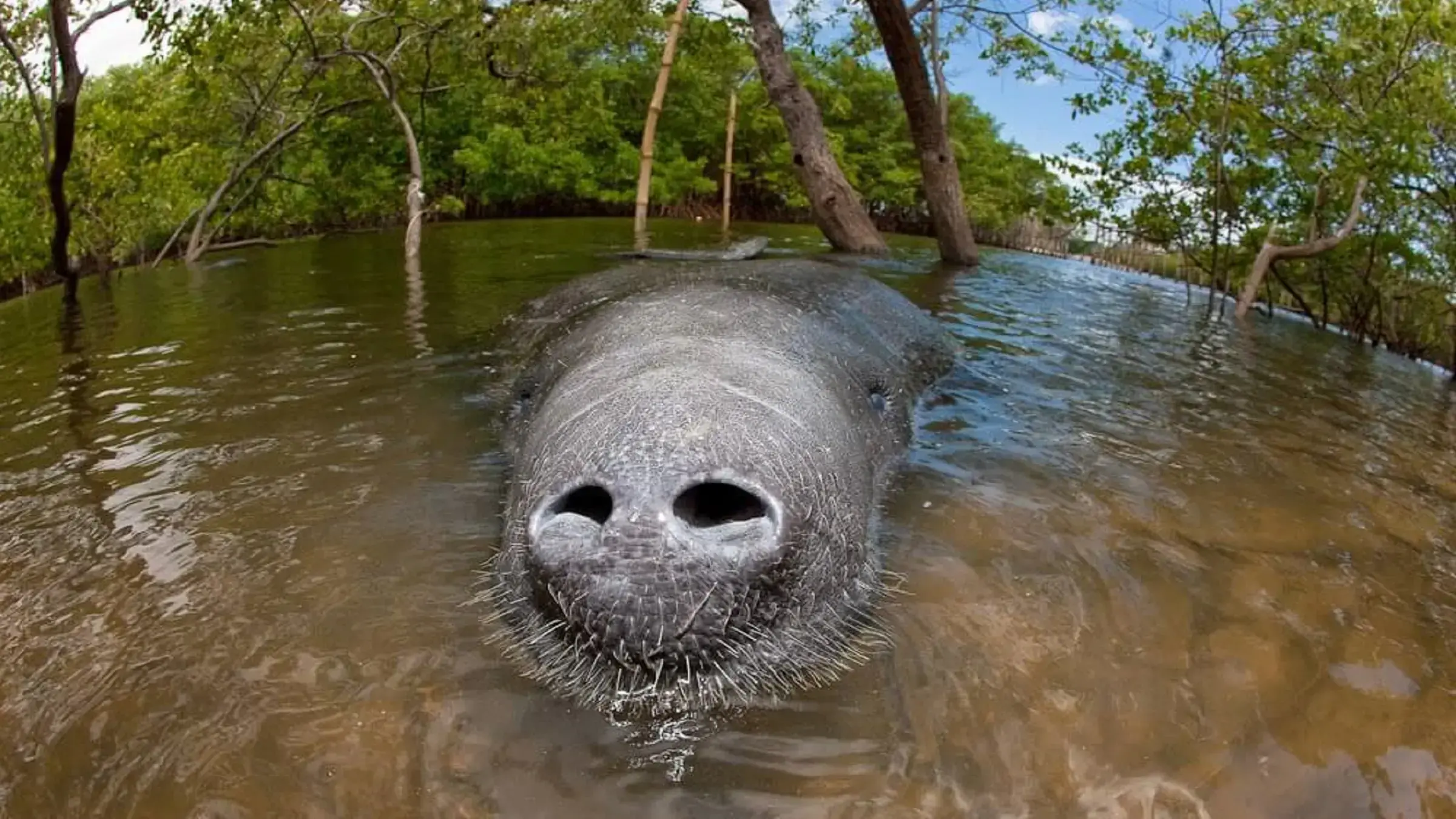 Manaties que viven en la desembocadura del rio Amazonas son hibridos de la especie marina y de agua dulce.
