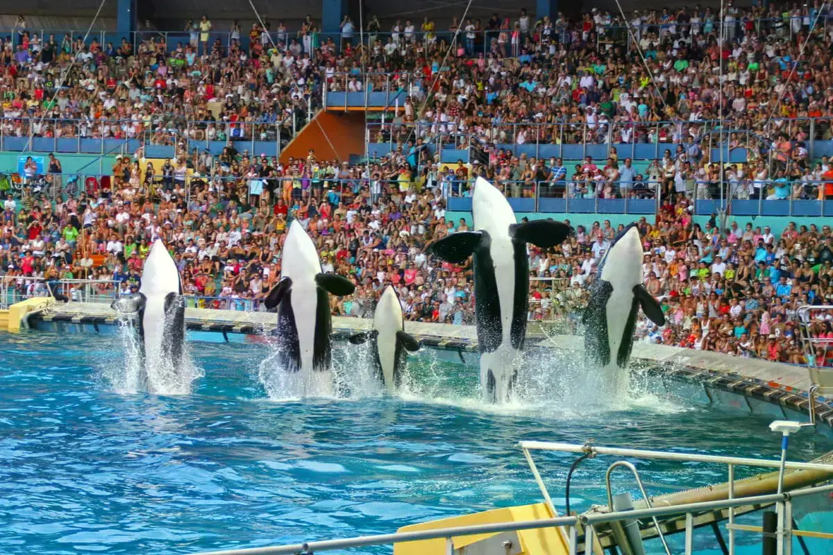 Orcas en un espectáculo en Loro Parque, Tenerife.