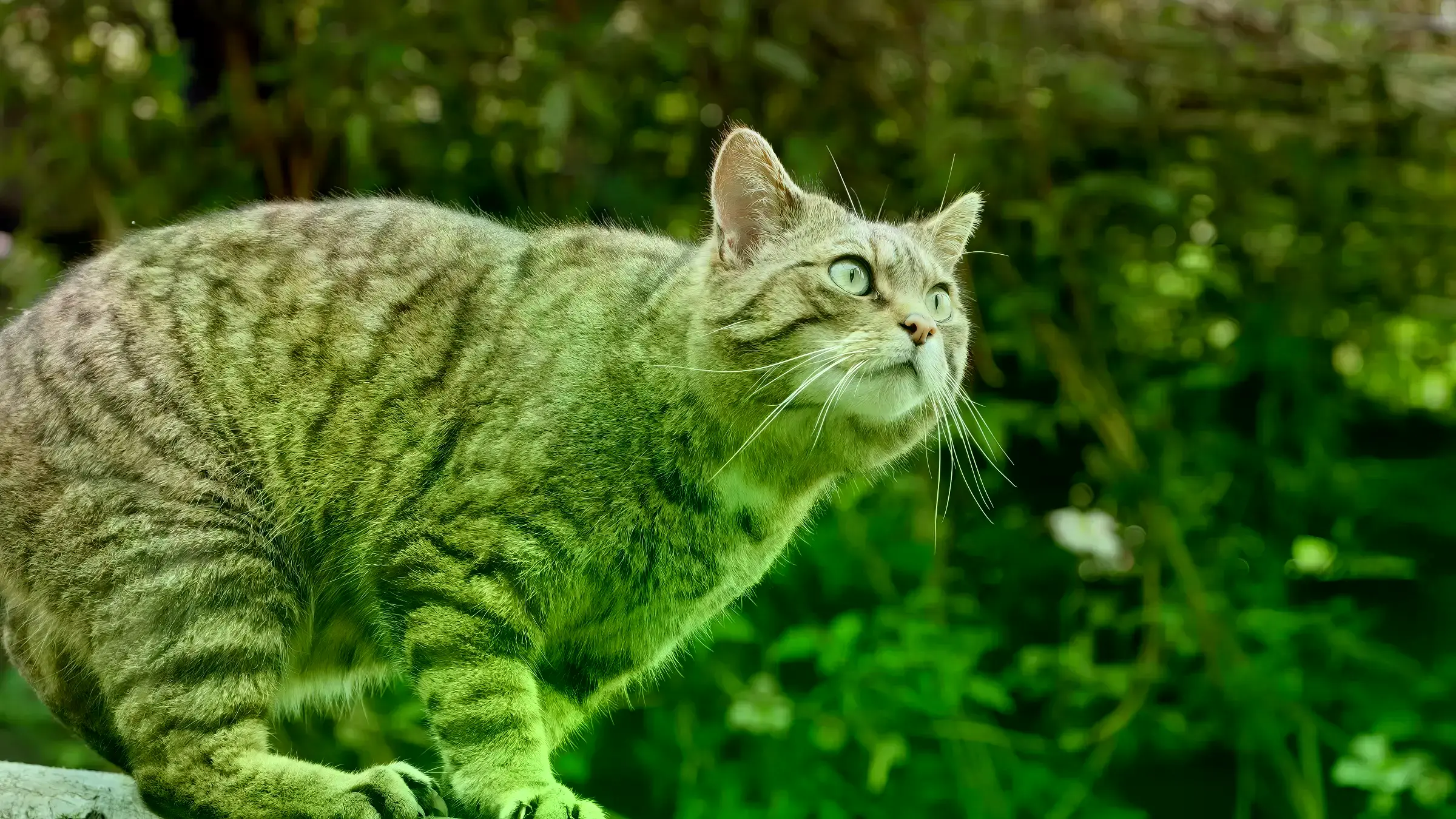 La gata Tonka en los Montes Lusacios, República Checa.