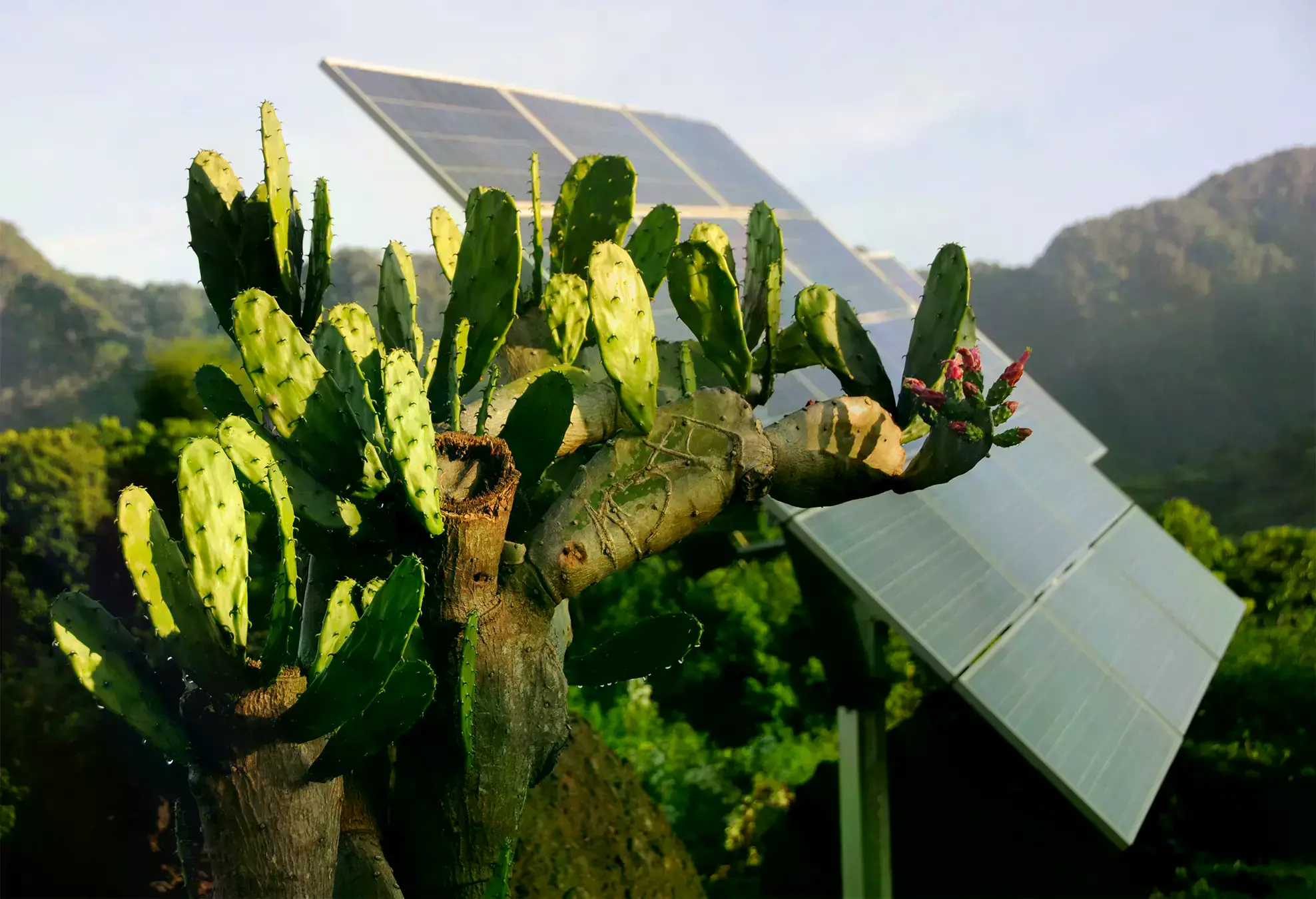 Paneles solares en Muara Enggelam, Borneo, que suministran energía a la aldea.