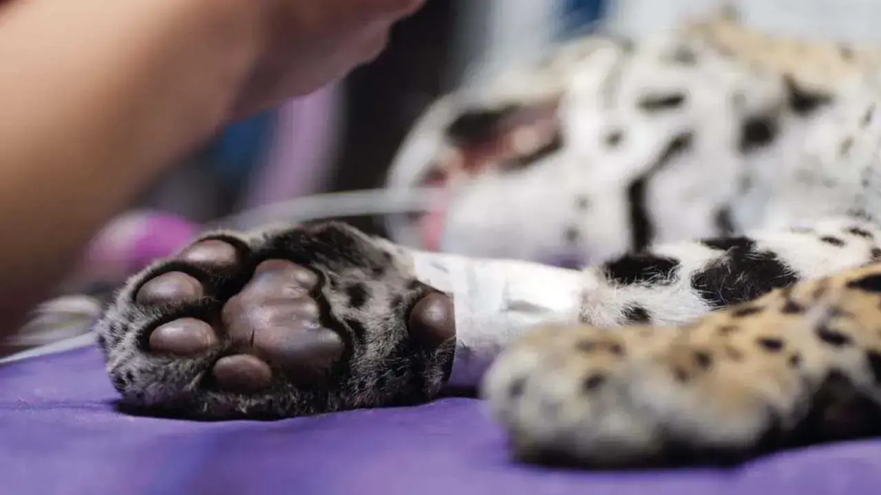 La jaguar Shiva muestra evolución favorable tras tratamiento contra infección ósea