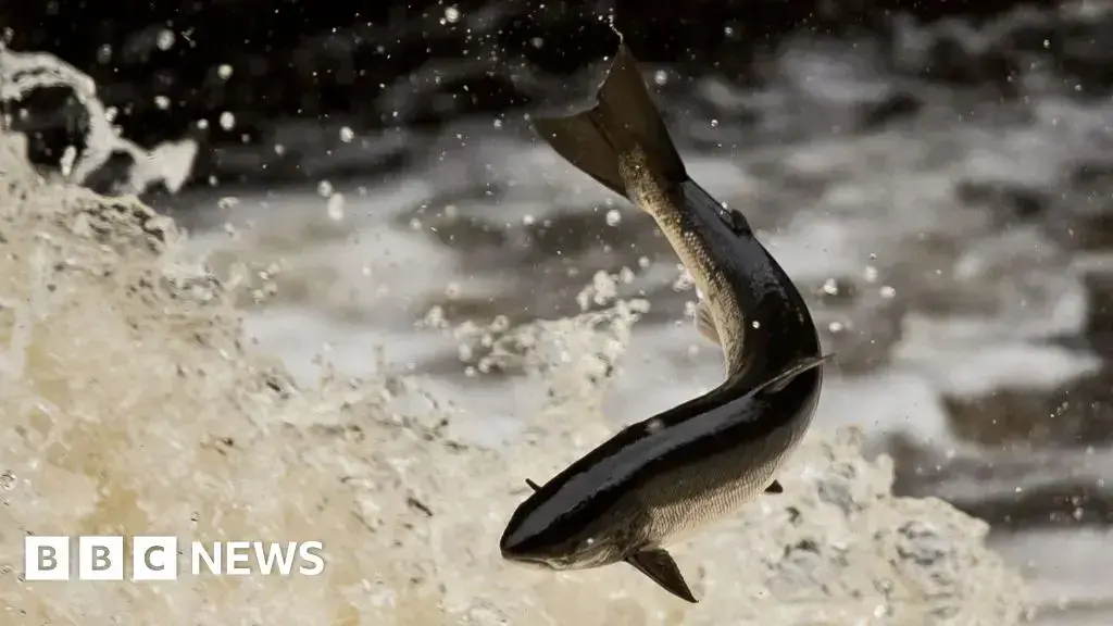 El salmón del Atlántico se encuentra entre las especies de peces muertos