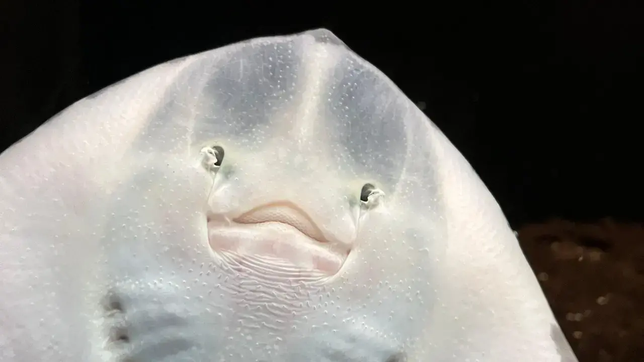Los cables eólicos marinos alteran el sistema sensorial de tiburones y rayas
