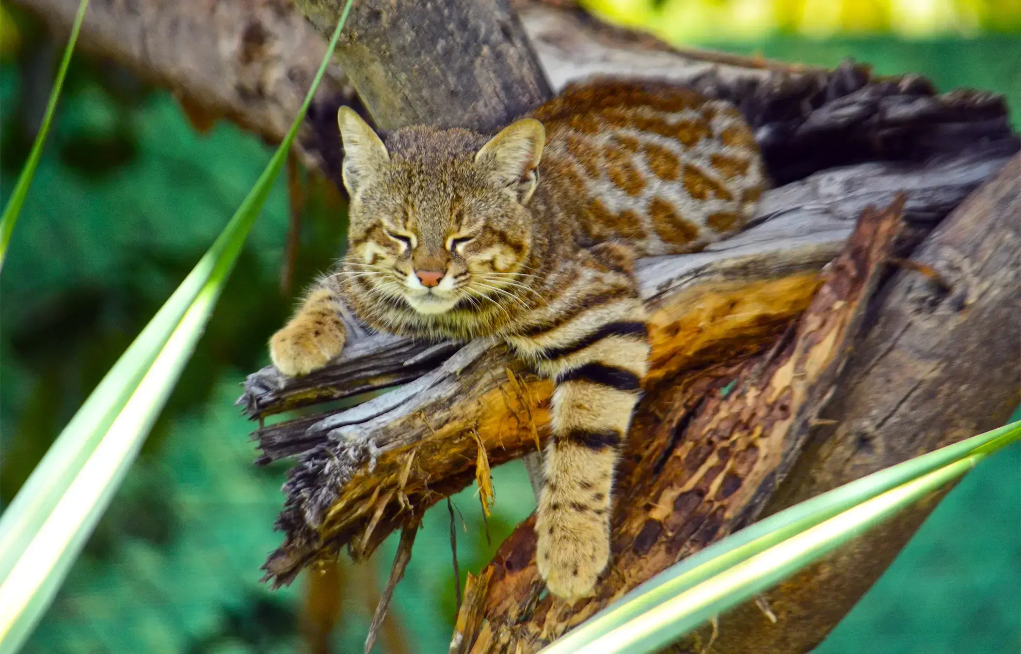 Imagen de cámara trampa de un gato pampero en los manglares de San Pedro de Vice.