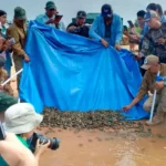 Liberan a 2.000 tortuguitas de peta de río en el Beni por el Día del Medio Ambiente