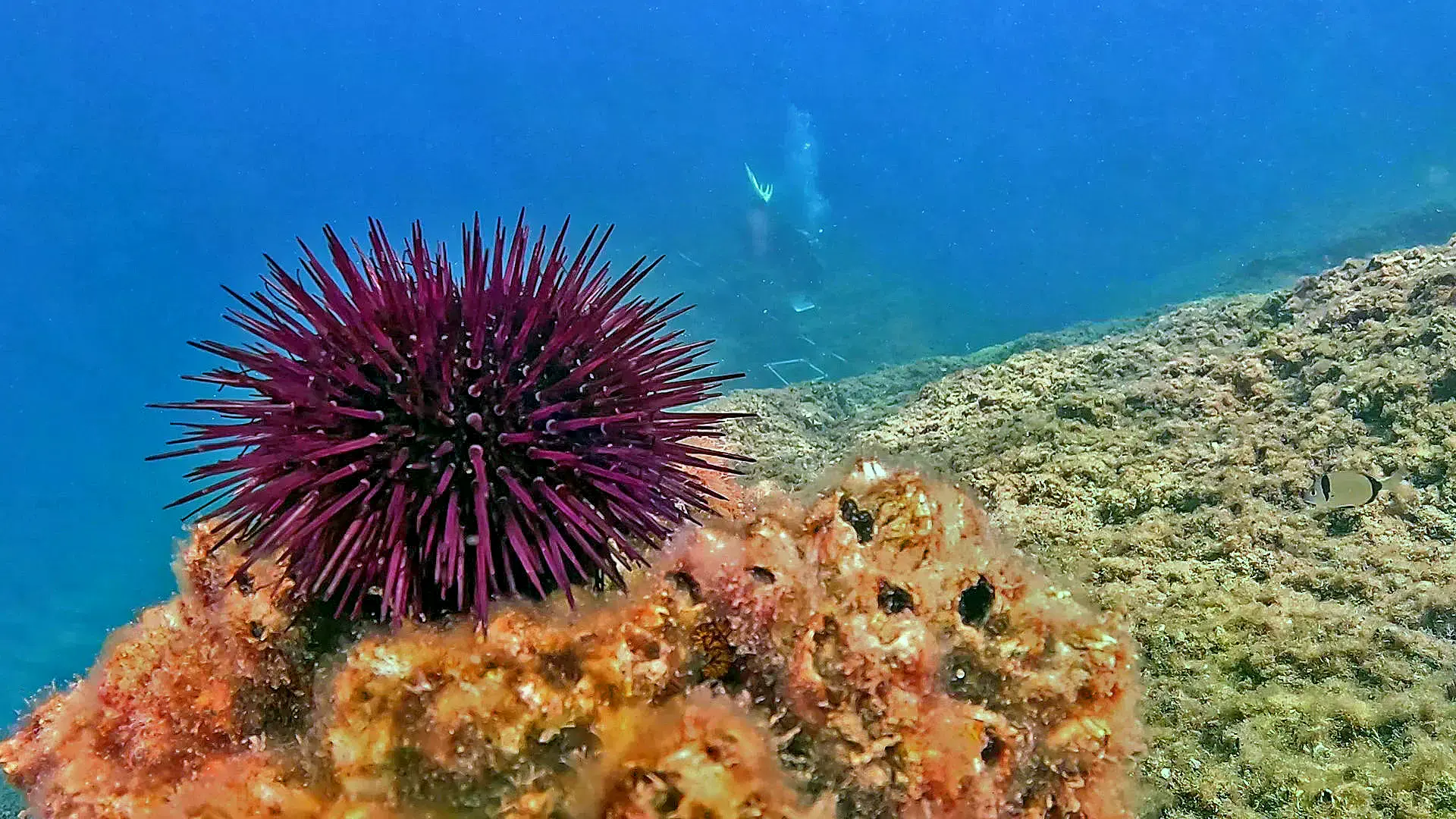 Erizos de mar morados en el lecho marino del Área Marina Protegida Gaiola.