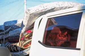 fotografía de un gato en Siria