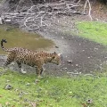 Instituciones buscan la conservación del jaguar