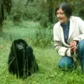 Dian Fossey trabajando con gorilas de montaña en Ruanda.