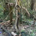 Indicios en la selva muestran rastros de campamentos ocultos y maquinaria empleada por mineros ilegales.