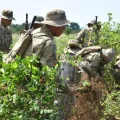 Erradicación de cultivos de coca ilegal.