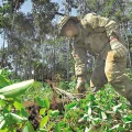 Erradican hojas de coca ilegales en el Parque Nacional Amboró.