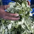 Comercialización de la hoja de coca.