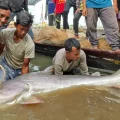 Aldeas flotantes en el lago Tonle Sap, Camboya, que dependen del pulso anual de inundaciones.