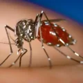 Mosquito Aedes aegypti, portador de enfermedades como dengue, chikungunya y zika.