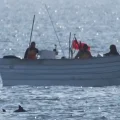 Vaquitas frente a una embarcación pesquera en el Golfo de California.