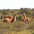Guanacos en el Parque Nacional Patagonia, Argentina.