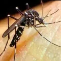 Mosquito Aedes aegypti, transmisor del virus del chikungunya.