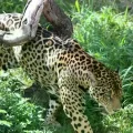 El jaguar o Panthera Onca, parte de la biodiversidad boliviana
