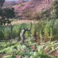 Un oficial de la Felcn, en pleno operativo de destrucción de plantaciones de marihuana.