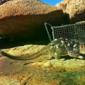 Un quoll norteño (Dasyurus hallucatus) capturado en una cámara trampa.