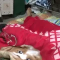 Joven postrado en cama con heridas en la cabeza tras el ataque.