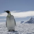 Un sitio de muda de pingüinos emperador recién descubierto en la Antártida.