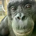 Kanzi, un bonobo entrenado en lenguaje.