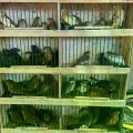 Agentes del IBAMA incautan aves vendidas ilegalmente en la Feria Parangaba de Fortaleza.
