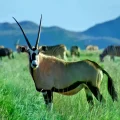 Vista aérea de la llanura verde de la Reserva Tswalu Kalahari con manadas de animales.
