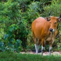 Banteng fotografiados en el Santuario de Vida Silvestre Huai Kha Khaeng, Tailandia.
