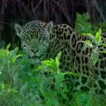 Un jaguar en su hábitat natural.