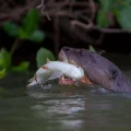 Nutria gigante pescando en un río del Pantanal.