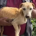 Rescate de un perrito abandonado