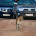 Un leopardo en el Parque Nacional Yala rodeado de jeeps de safari al fondo.