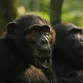 Chimpancés del grupo Ngogo antes de la división.