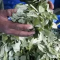 Comercialización de la hoja de coca.