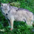 Imagen de un lobo en Italia, donde viven unos 3.300 ejemplares según un censo de 2020-2021.