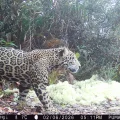 Un jaguar macho sano captado por una cámara trampa en la Sierra del Merendón, Honduras.