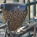 Las abejas se posaron bajo el sillín de la bicicleta.