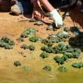 La liberación de las petas busca potenciar la población de tortugas de agua dulce en Pando