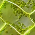 Microscopio muestra cloroplastos moviéndose en células de Elodea a 60x velocidad normal.