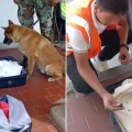 La droga estaba impregnada en las prendas de vestir