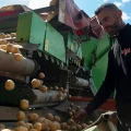 Un trabajador inspecciona las patatas en el pueblo de Pestove, Kosovo, el 26 de marzo de 2026