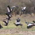 Cigüeña de Abdim en el Parque Nacional Masai Mara, Kenia.