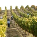 Viñedos en Vayots Dzor, corazón del vino armenio.