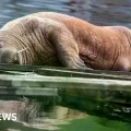 Magnus descansa en un dique flotante en Buerholmen, Noruega, tras su viaje desde Escocia.